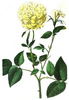 Smith's Yellow China rose photo