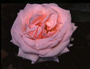 Hawkeye Belle rose photo