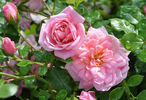 Hi Society rose photo