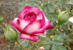Hoot 'n' Holler rose photo