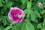 Alfieri rose photo