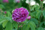 Alfieri rose photo