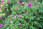 Alfieri rose photo