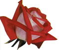 Mexicana rose photo