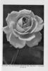 Mrs. J. C. Ainsworth rose photo