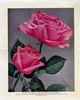 Premier rose photo