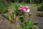 Rosenelfe rose photo