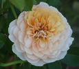Parfum d'Orléans rose photo