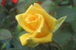 King's Mountain rose photo