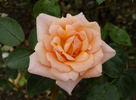 Kiss 'n' Tell rose photo