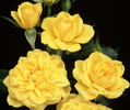 Lemon Drop rose photo