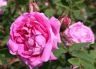 Lilac Pink Moss rose photo