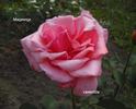 Mazowsze rose photo