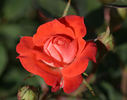 Loveglo ™ rose photo