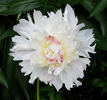 Queen Victoria peony photo