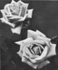 Princesse Marie Mertchersky rose photo