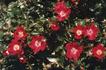 Scarlet Pearl rose photo
