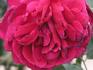 Mrs. W. R. Groves rose photo
