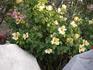 Sunny June rose photo