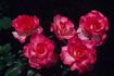Alice Pat rose photo