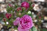 Le Roitelet rose photo