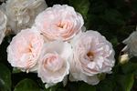 Miss Dior rose photo