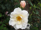 Moonbeam rose photo