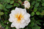 Moonlight Scentsation ® rose photo
