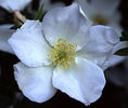 Morden Snowbeauty rose photo