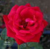 Herz As ® rose photo