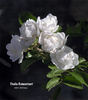 Thalia Remontant rose photo