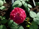 RO11054-1 rose photo