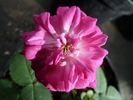 RO11054-1 rose photo