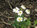 Para Ti rose photo