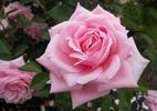 Music Maker rose photo
