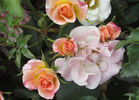 Mystic Meidiland ® rose photo