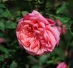 Comtesse Festetics Hamilton rose photo