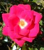 CDXHOR rose photo