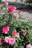Pink Kardinal rose photo