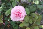 Legacy rose photo