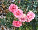 Pacific Triumph rose photo