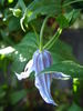 C. 'Pastel Blue' clematis photo