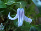 C. 'Pastel Blue' clematis photo