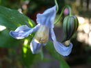 C. 'Pastel Blue' clematis photo