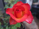 Legend® rose photo