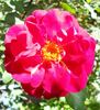 LATORXSL rose photo