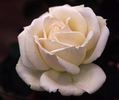 Paloma Blanca rose photo