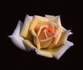 Party Girl ® rose photo