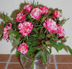Patriot Kordana rose photo
