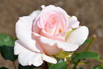 Pearl Essence ™ rose photo